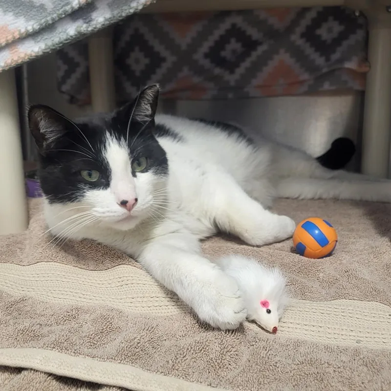 An adult large-sized male White Domestic Short Hair cat named Bull for adoption in Fort Wayne, IN