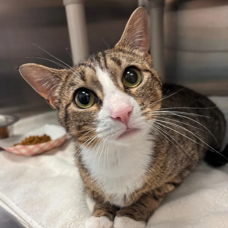 An adult medium-sized female Brown / Chocolate Domestic Short Hair cat named Squeakers for adoption in Philadelphia, PA