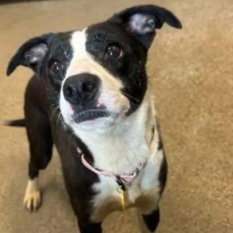 An adult medium-sized female Black Border Collie dog named Masie for adoption in Middleburg Heights , OH