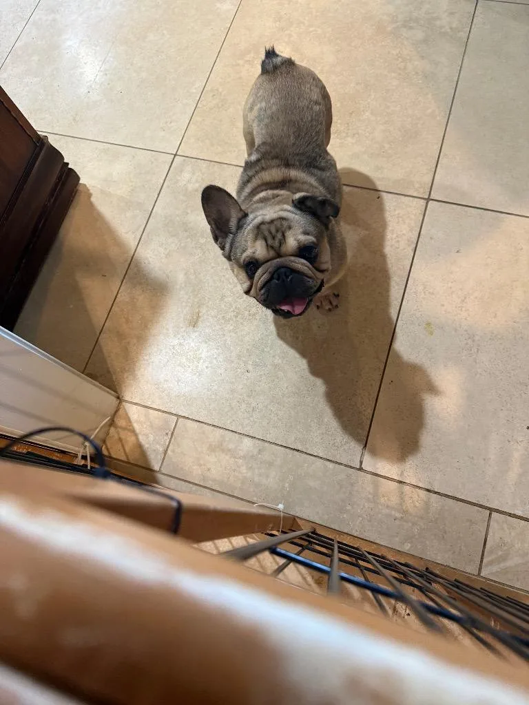 An adult medium-sized male French Bulldog dog named Murphy for adoption in Mustang, OK