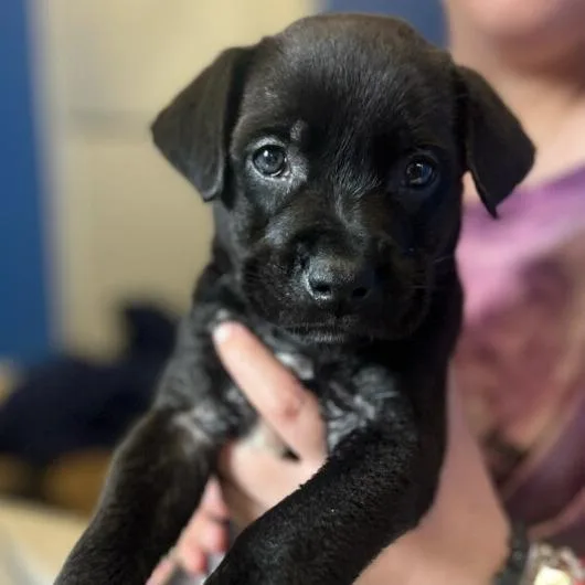 A baby small-sized male Black Labrador Retriever dog named Charlie for adoption in Marysville, OH