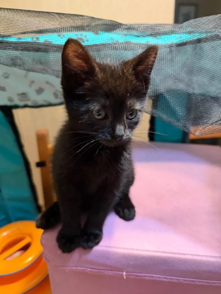 A baby medium-sized female Domestic Short Hair cat named Jiji for adoption in Pomona, NY