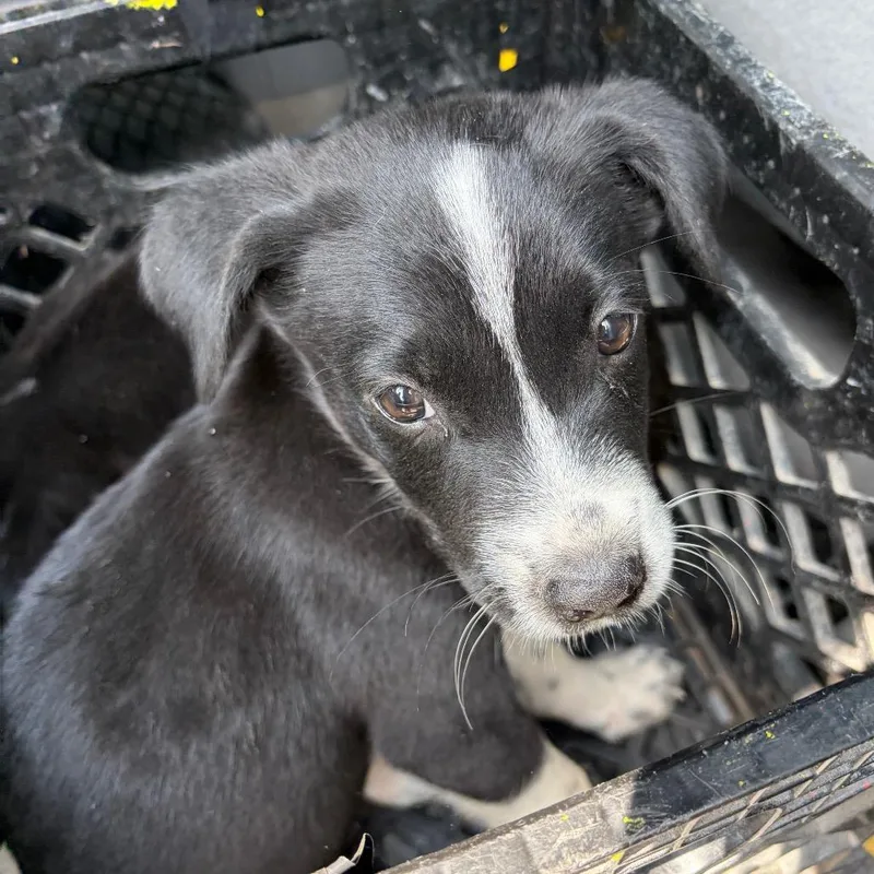 A baby small-sized male Black Labrador Retriever dog named Gene for adoption in Edinburg, TX