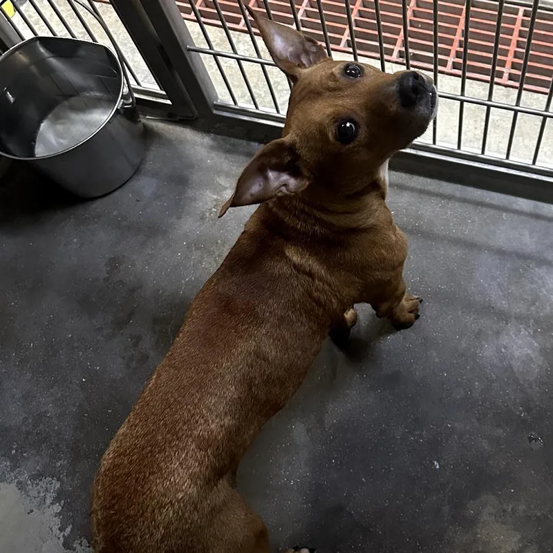 A young medium-sized male Red / Chestnut / Orange Mixed Breed dog named Theodore for adoption in Eureka Springs, AR