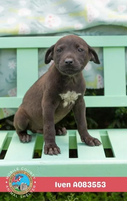 A baby medium-sized male Mixed Breed dog named Iven for adoption in West Chester, PA