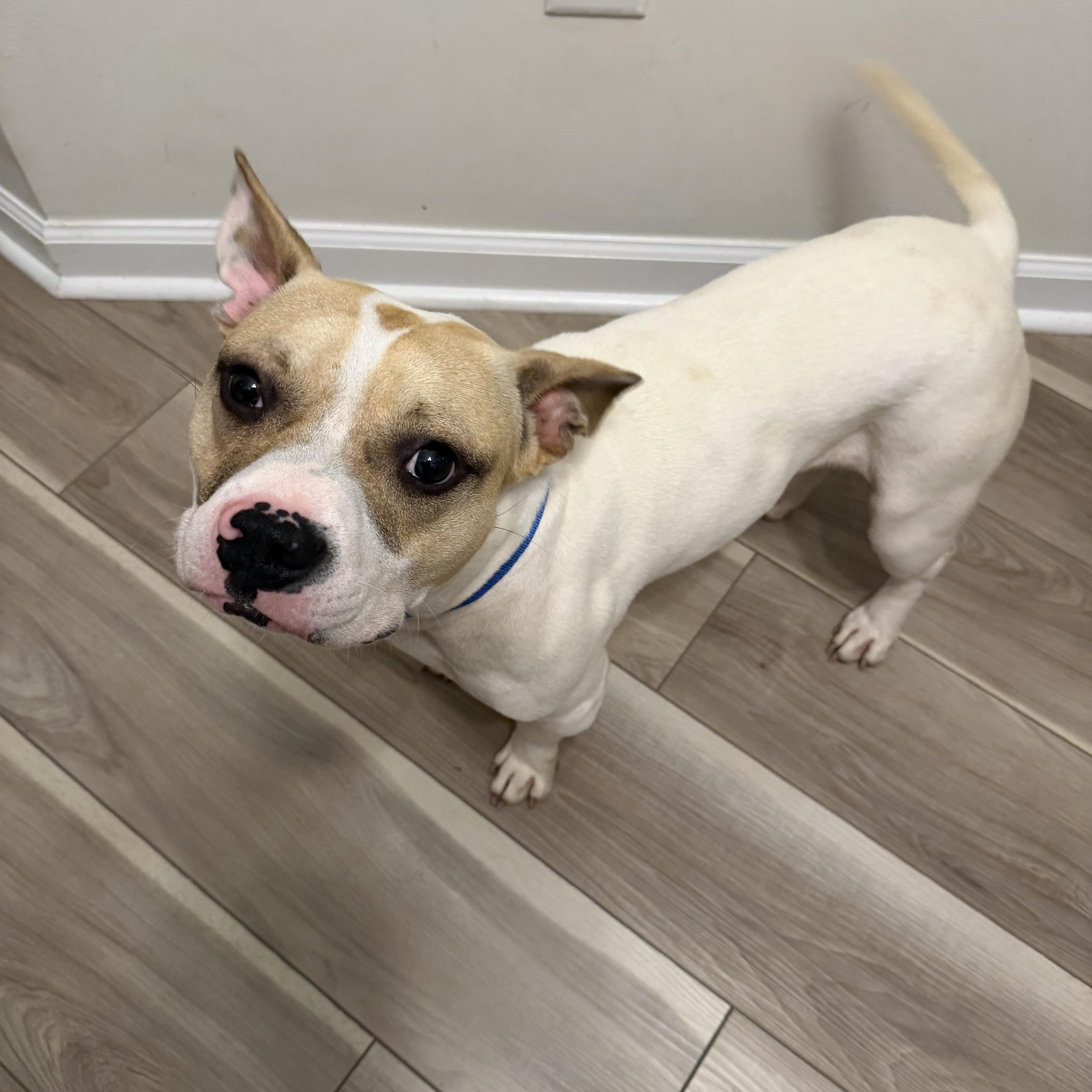 A young medium-sized male American Staffordshire Terrier dog named Lucas for adoption in atlanta, GA