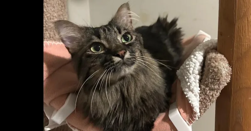 An adult small-sized female Domestic Long Hair cat named Winzo for adoption in Wheaton, IL