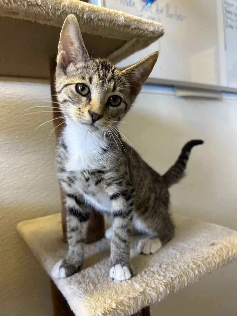 A baby small-sized male Domestic Short Hair cat named Leo for adoption in Steeleville, IL