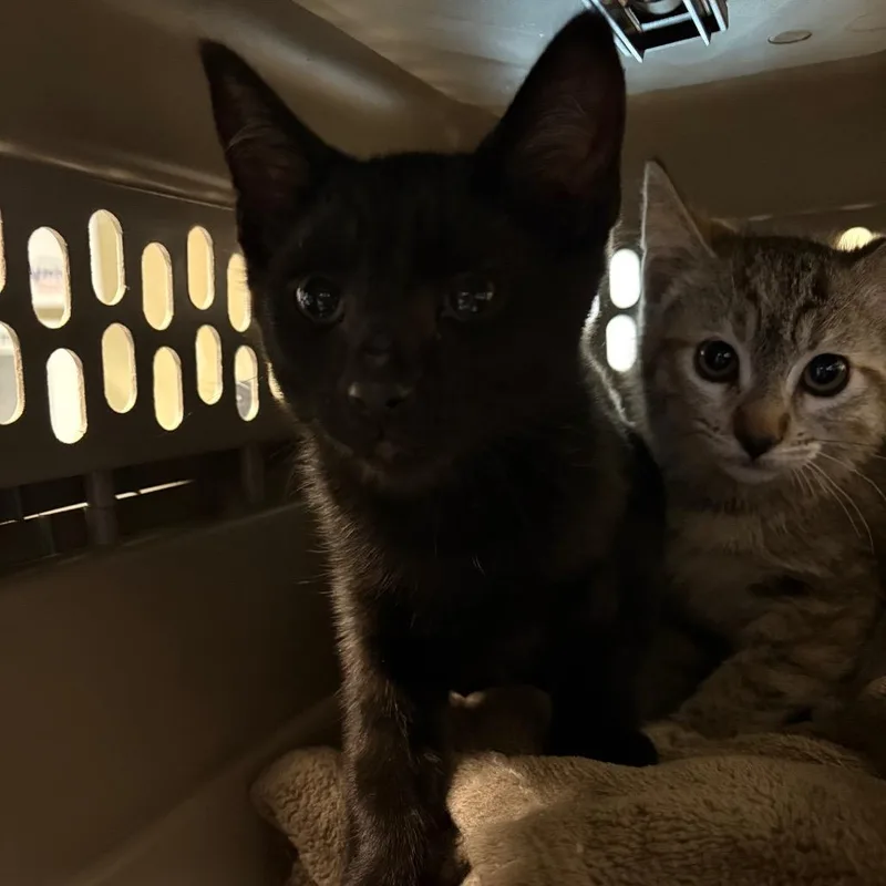 A baby small-sized male Black Domestic Short Hair cat named Inky for adoption in Pasadena, CA