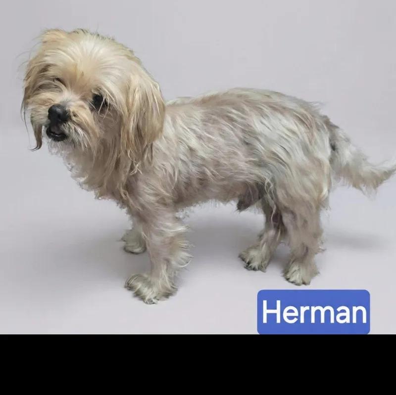 An adult small-sized male Yorkshire Terrier dog named Herman for adoption in Wheelersburg, OH