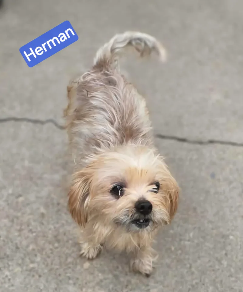 Herman thumbnail 2