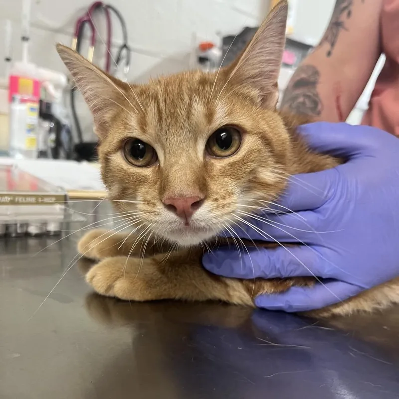 A young medium-sized male Orange / Red Domestic Short Hair cat named Rocky for adoption in Clanton, AL