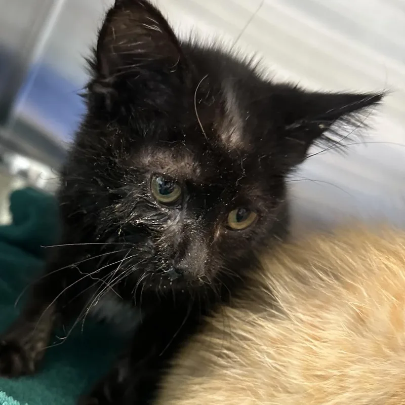 A young medium-sized female Black Domestic Short Hair cat named Agent Honeydew for adoption in Greensboro, NC