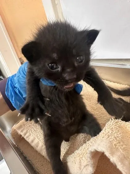 A baby small-sized male Domestic Short Hair cat named Erie for adoption in Roseville, CA