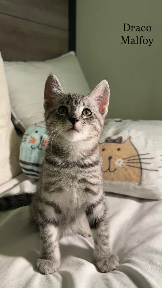 A baby small-sized male Gray / Blue / Silver Domestic Short Hair cat named Draco Malfoy for adoption in Beaumont, CA