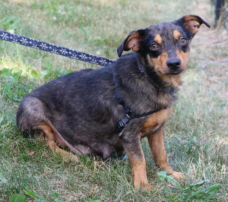 A young small-sized female Dachshund dog named Sabrina for adoption in Harrison, NY
