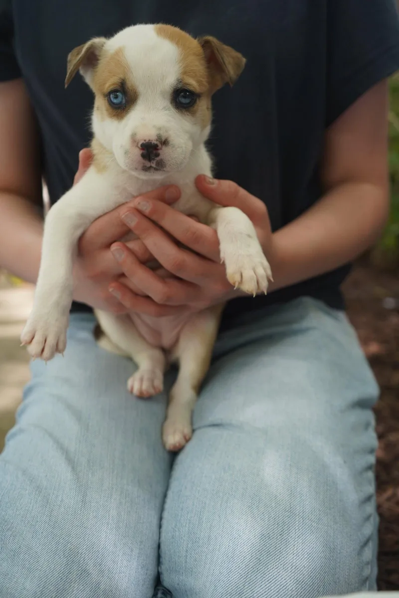 A baby medium-sized female Catahoula Leopard Dog dog named Sheetz for adoption in Holly Springs, NC