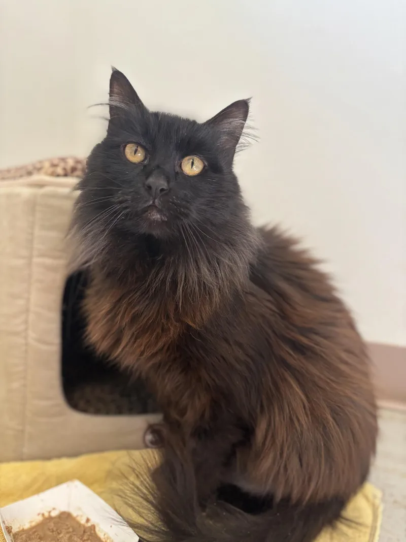 Lulu