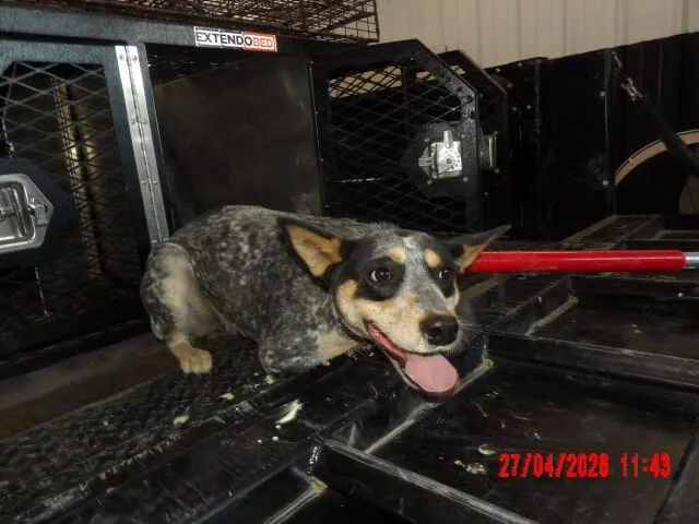 An adult medium-sized female Black Mixed Breed dog named Daisy for adoption in Hobbs, NM