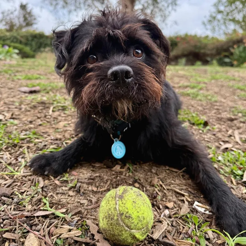 Yogibear thumbnail 2