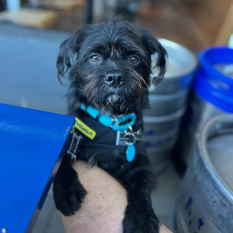 Yogibear thumbnail 4