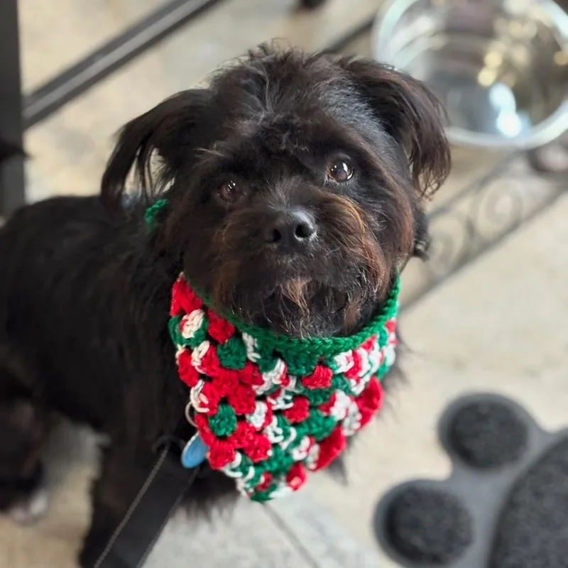 Yogibear thumbnail 5