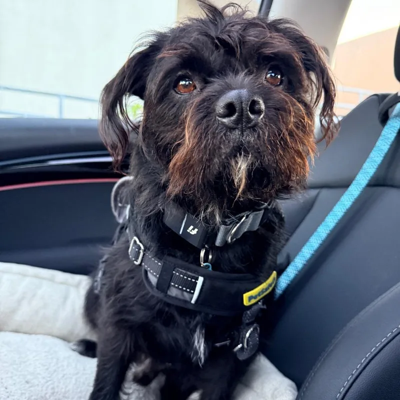 Yogibear thumbnail 6