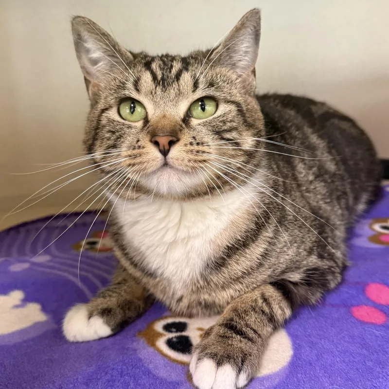 Dana Donut Dumpling thumbnail 2