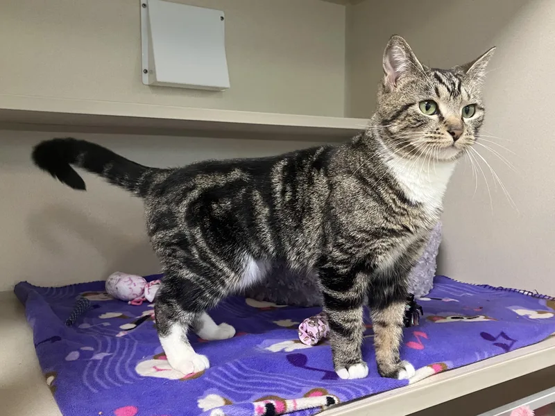 Dana Donut Dumpling thumbnail 3