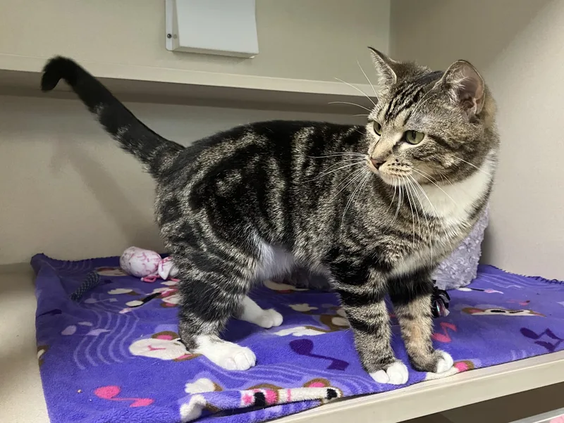 Dana Donut Dumpling thumbnail 4