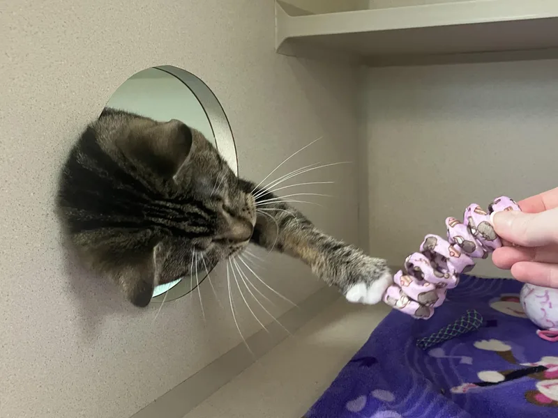 Dana Donut Dumpling thumbnail 5