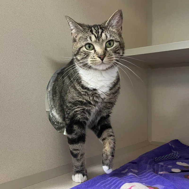A young medium-sized female Tabby (Brown / Chocolate) Domestic Short Hair cat named Dana Donut Dumpling for adoption in Eatontown, NJ