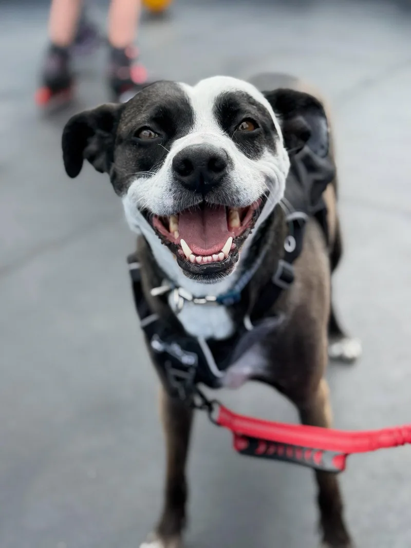 An adult medium-sized female Mixed Breed dog named Wednesday for adoption in Fort Collins, CO
