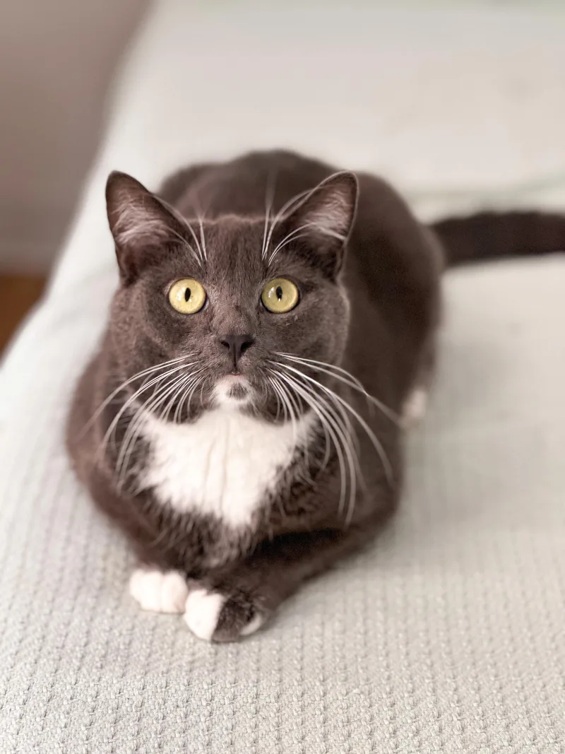 An adult medium-sized female Gray & White Domestic Short Hair cat named Bassie for adoption in New York, NY