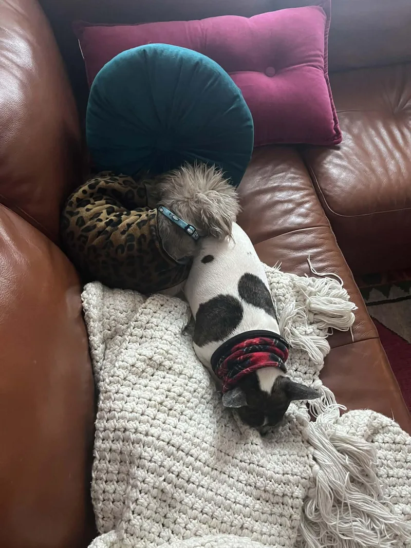 Toddy  Bonded Pair thumbnail 2