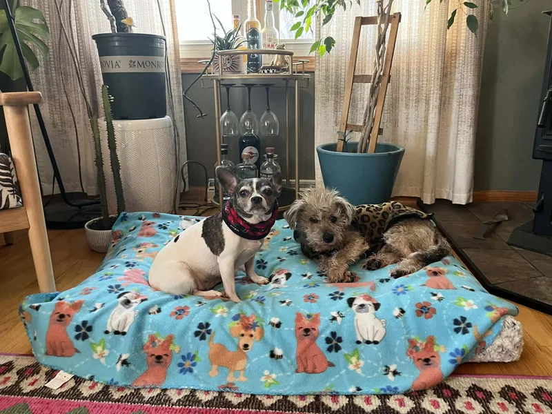 Toddy  Bonded Pair thumbnail 3