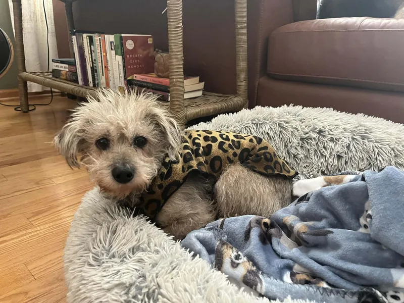 Toddy  Bonded Pair thumbnail 4