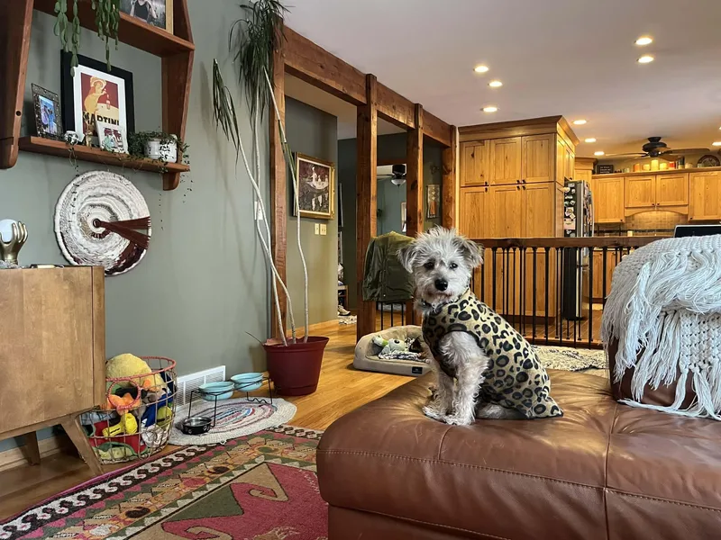 Toddy  Bonded Pair thumbnail 5