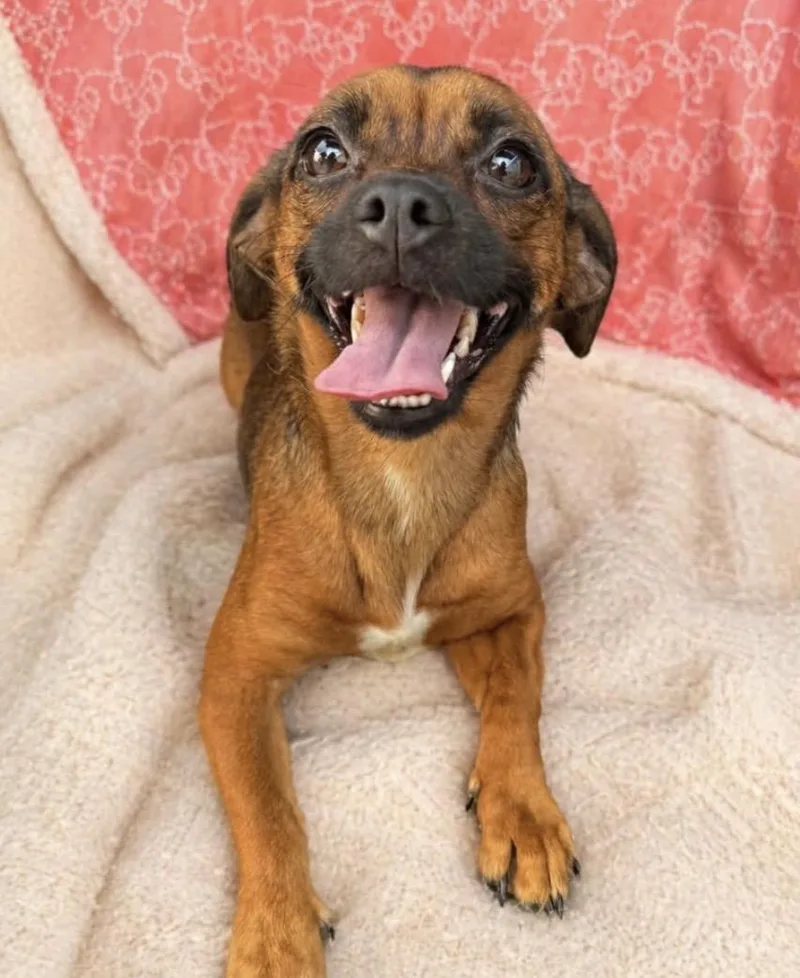 An adult small-sized female Red / Chestnut / Orange Pekingese dog named Daisy for adoption in Baton Rouge, LA