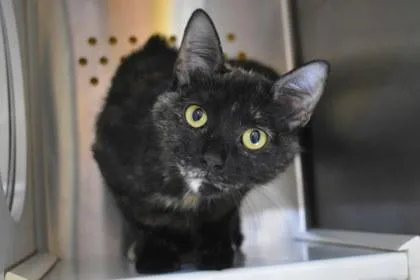 An adult large-sized female Domestic Short Hair cat named Turtle for adoption in Kansas City, MO
