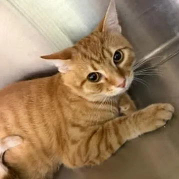 An adult medium-sized male Orange / Red Domestic Short Hair cat named Apple Jack for adoption in Washington, DC