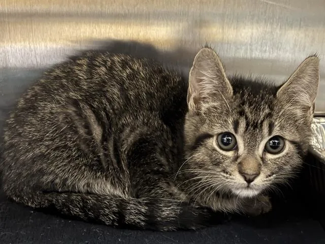 A baby small-sized female Domestic Short Hair cat named Mimi for adoption in Tustin, CA