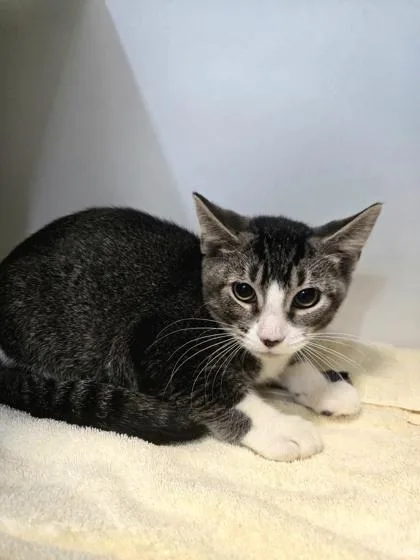 A baby medium-sized male Domestic Short Hair cat named Oliver for adoption in Savannah, GA