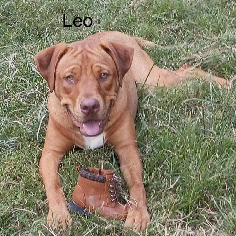 A baby large-sized male American Staffordshire Terrier dog named Leo for adoption in Logan, UT