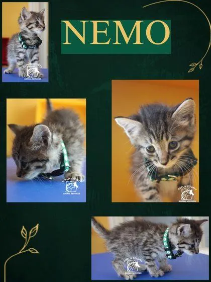 A baby small-sized male Domestic Medium Hair cat named Nemo for adoption in Kenansville, NC