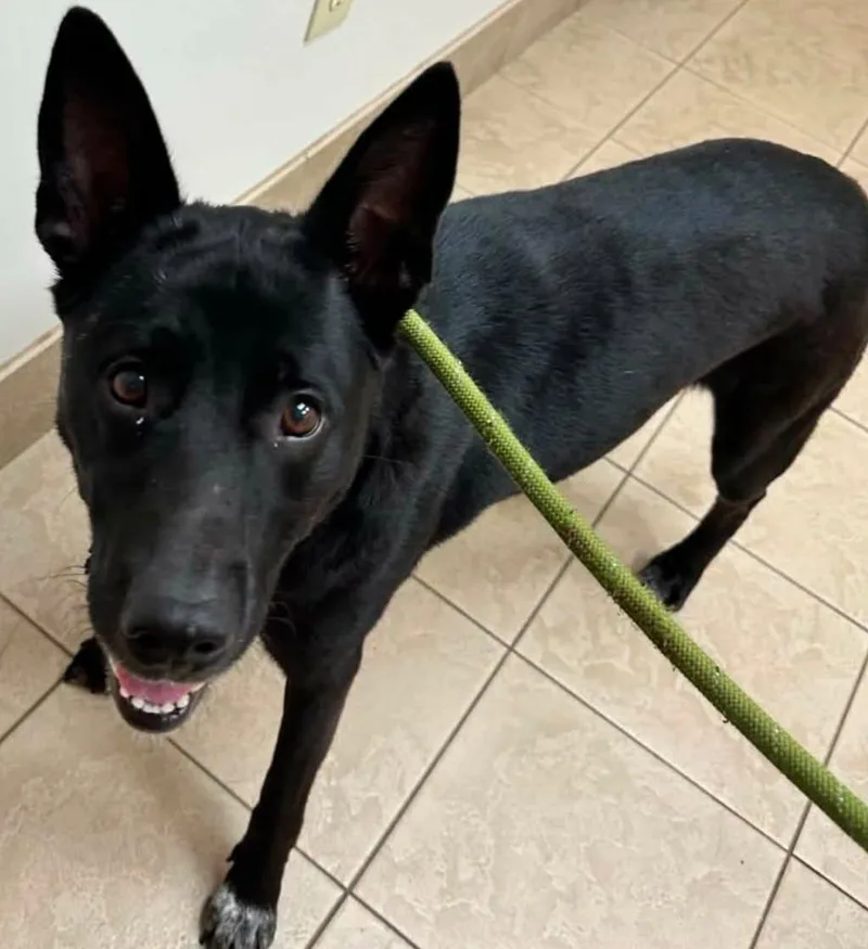 A baby medium-sized female German Shepherd Dog dog named Tilley for adoption in Hillsdale, IN