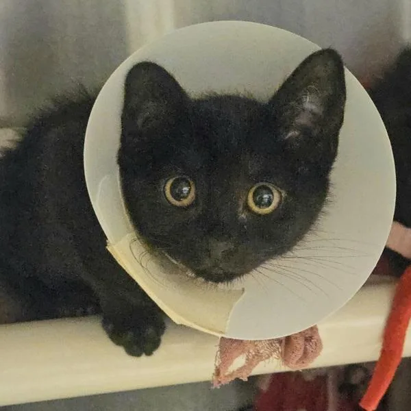A baby medium-sized female Domestic Short Hair cat named Finch for adoption in Dublin, CA