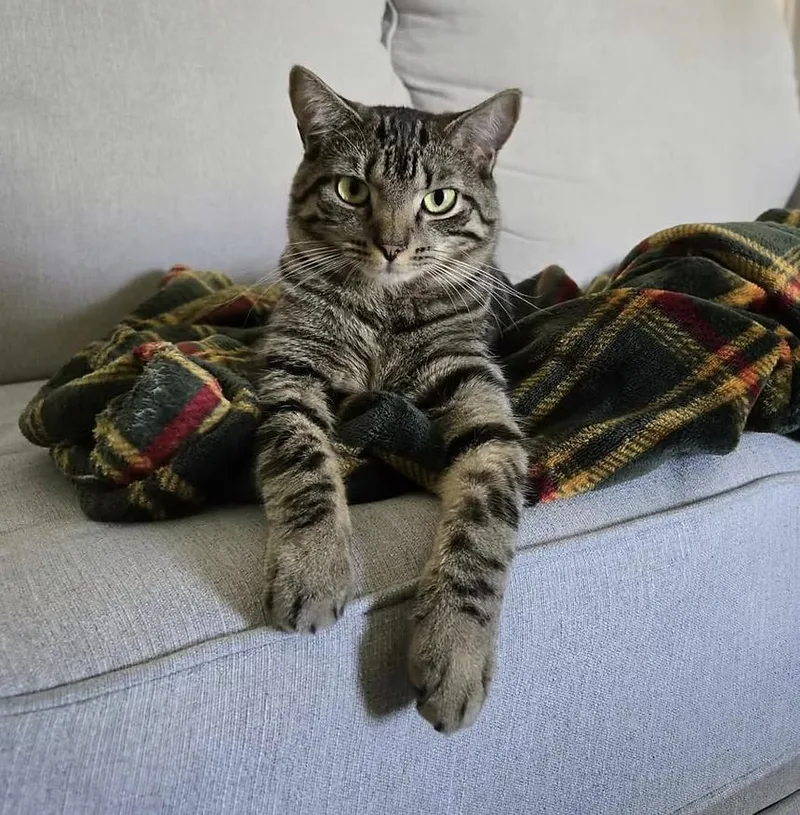 An adult large-sized female Domestic Short Hair cat named Estrellita for adoption in Clayton, NC
