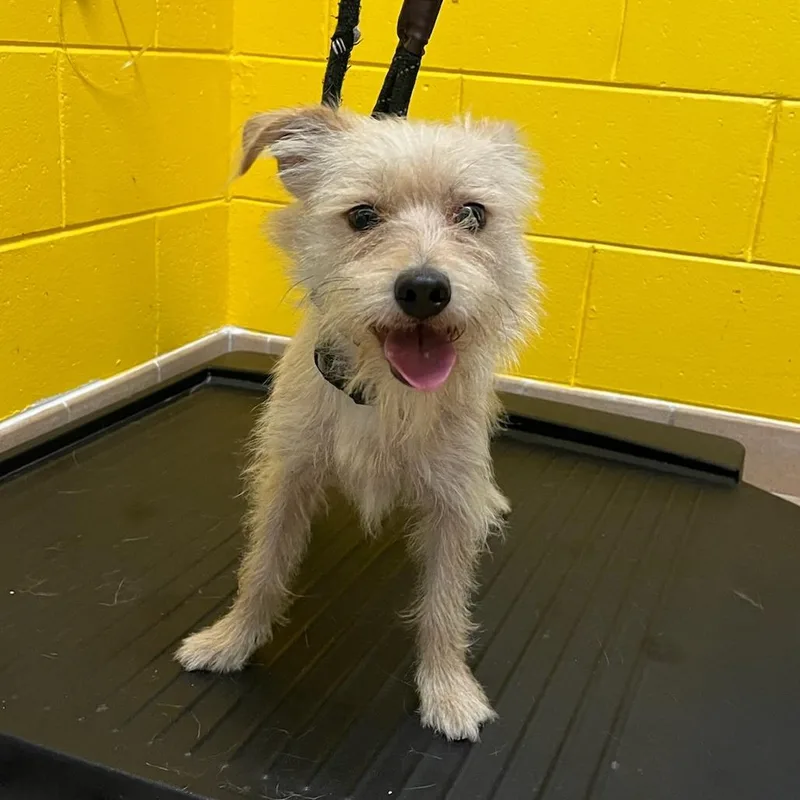 An adult small-sized male Yellow / Tan / Blond / Fawn Terrier dog named Kevin for adoption in New York, NY