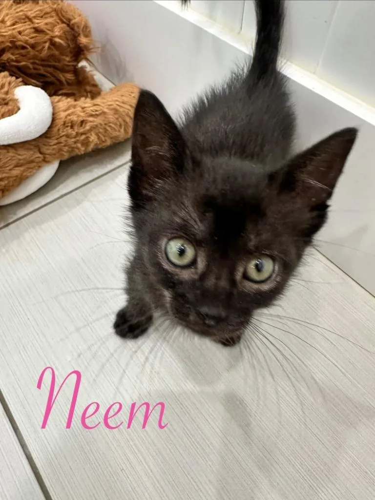 A baby small-sized female Domestic Short Hair cat named Neem for adoption in Lewisville, TX